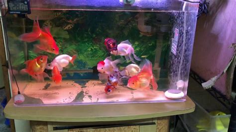 2尺缸可以養幾隻金魚|養魚新手入門：12個教學讓你養魚一次上手（新手必讀）